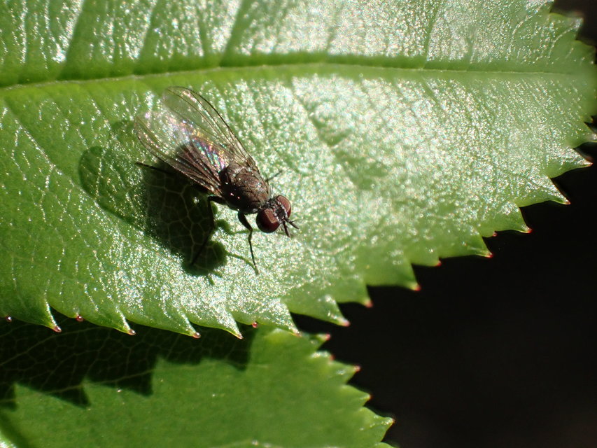 Coenosia agromyzina