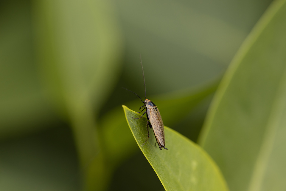 Ectobius erythronotus - sárgatorú erdeicsótány