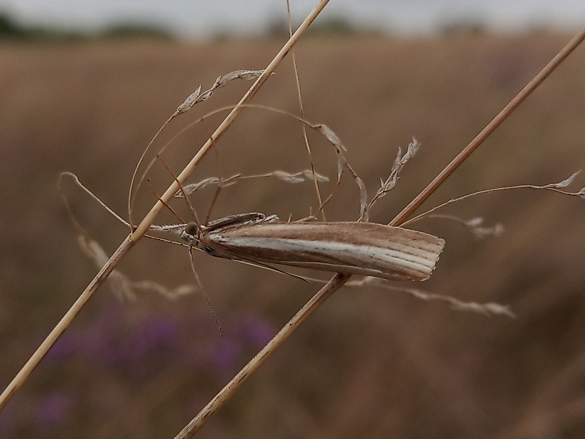 Agriphila