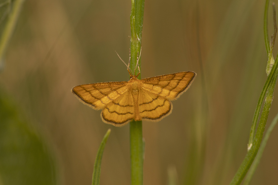 Idaea aureolaria - aranyos sávosaraszoló