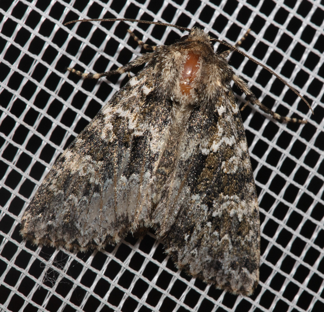 Polymixis polymita - kankalin-tarkabagoly