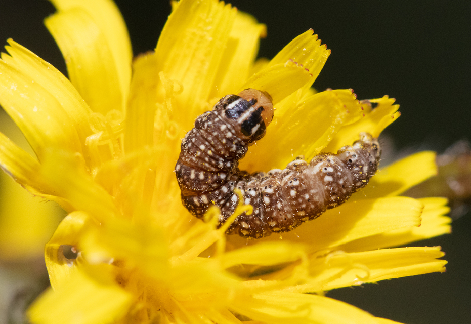 Schinia cardui - keserűgyökér-nappalibagoly