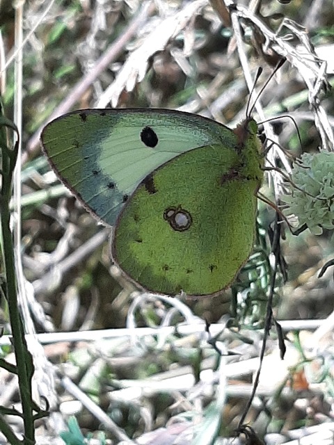 Colias alfacariensis - déli kéneslepke