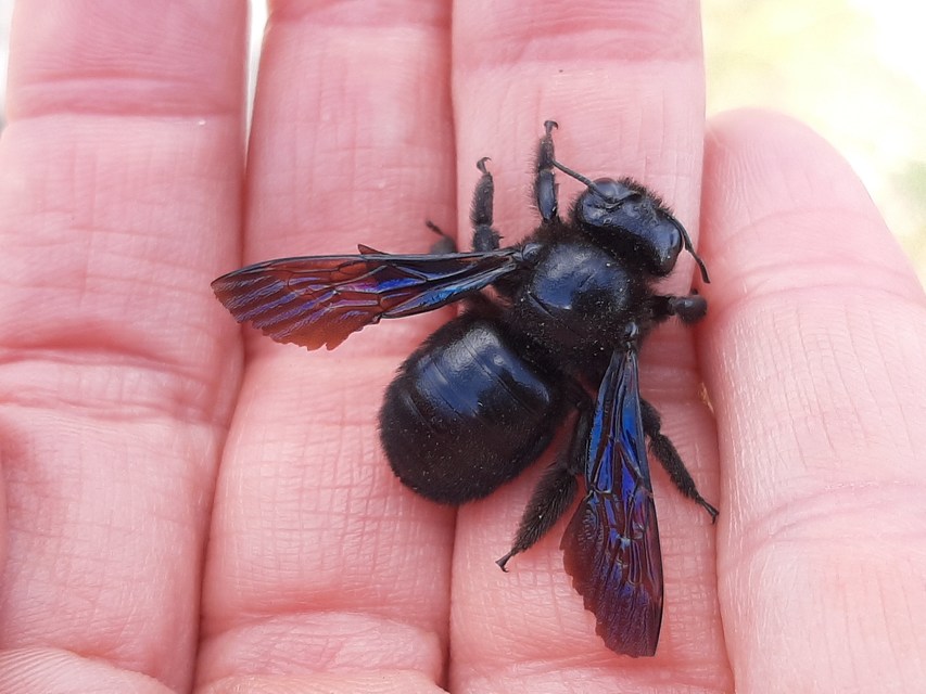 Xylocopa valga - gyakori fadongó