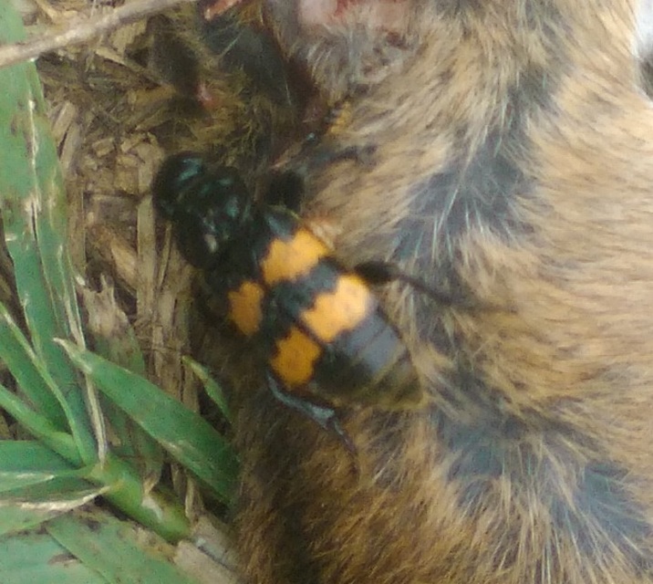 Nicrophorus interruptus - sárgaszőrű temetőbogár