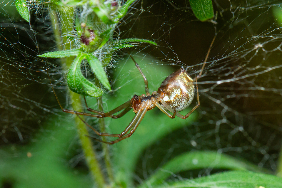 Linyphia triangularis - háromszöges vitorláspók