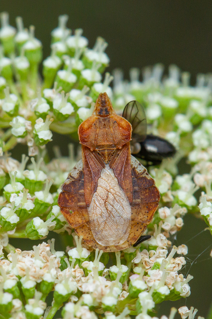 Phymata crassipes - fogólábú poloska