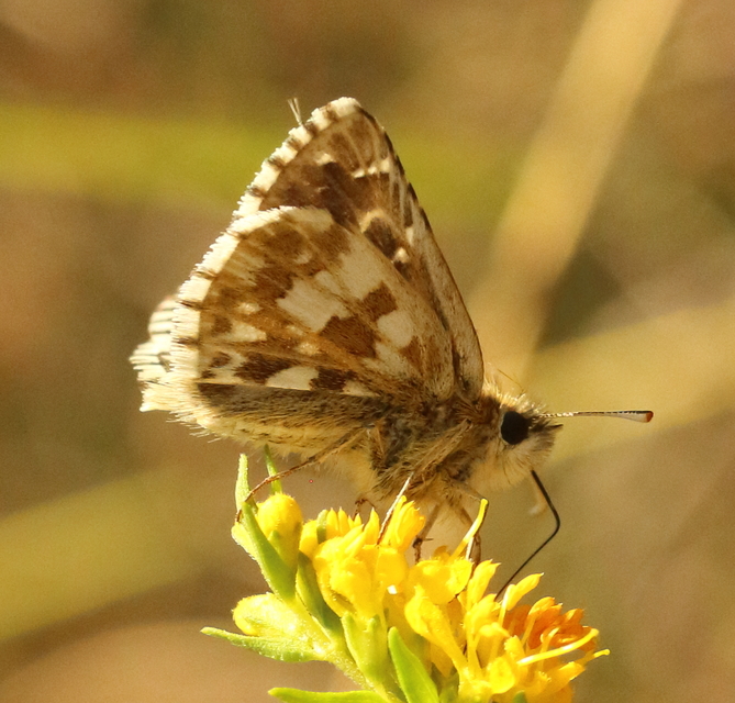 Pyrgus armoricanus - feles busalepke