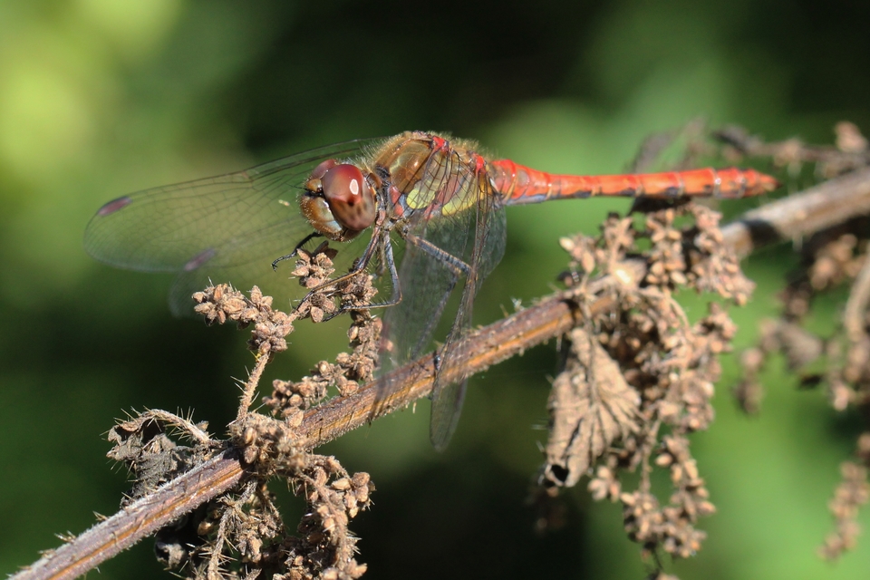 Sympetrum striolatum - harántsávos katona-szitakötő