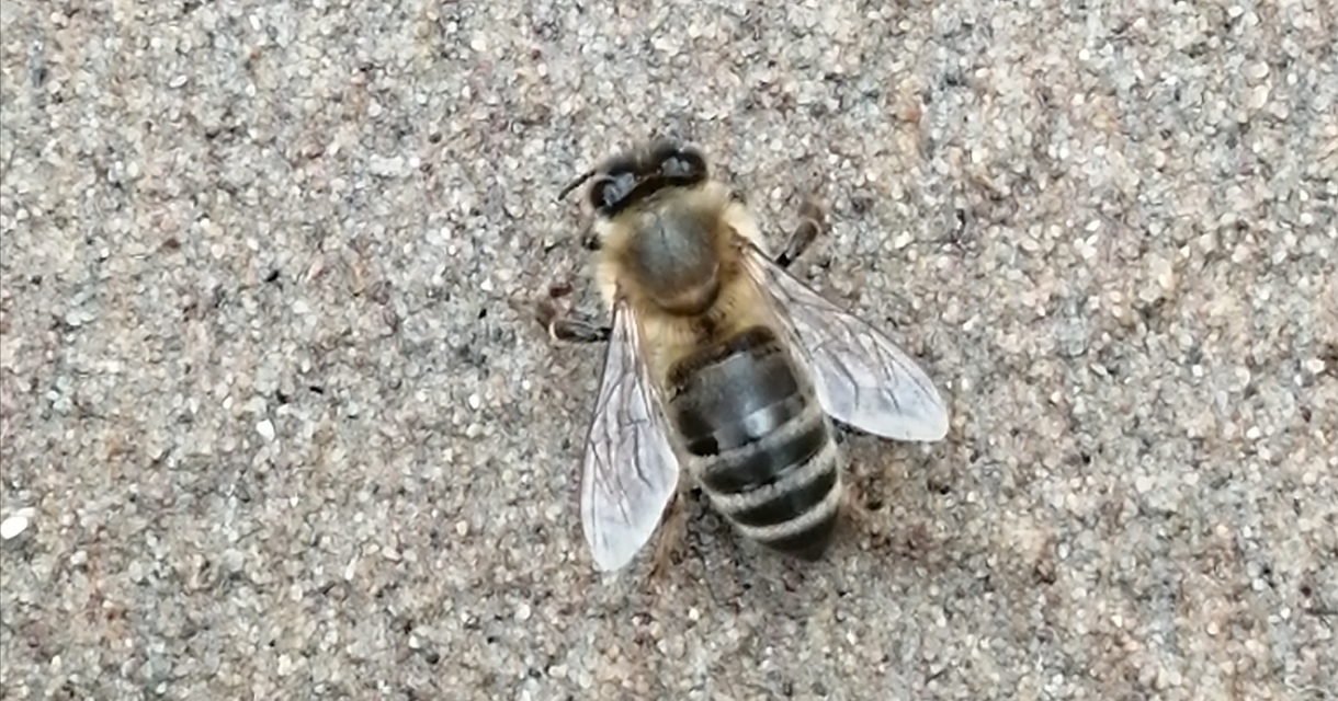 Apis mellifera - háziméh