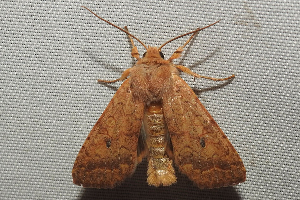 Sunira circellaris - okkersárga őszibagoly