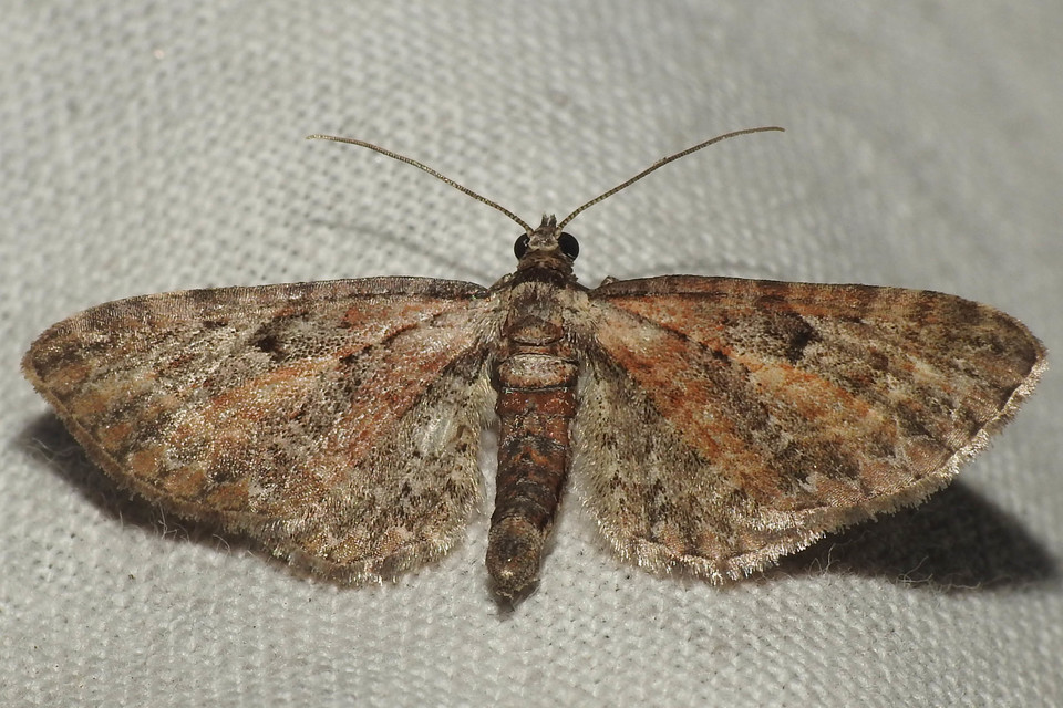 Eupithecia icterata - rozsdafoltos törpearaszoló