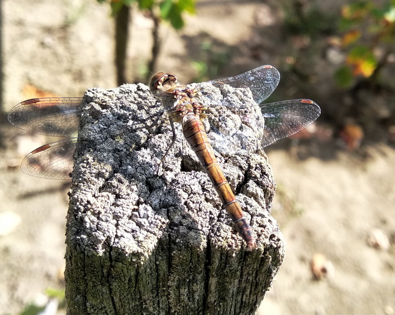 Sympetrum striolatum - harántsávos katona-szitakötő