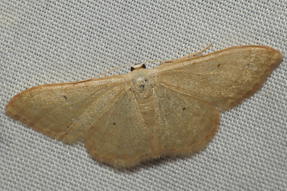 Idaea straminata - szalmasárga sávosaraszoló