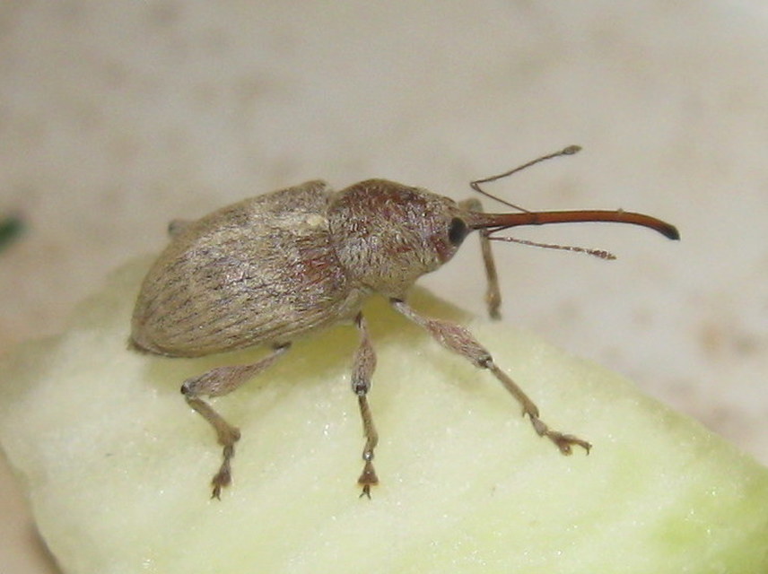 Curculio propinquus - halvány zsuzsóka