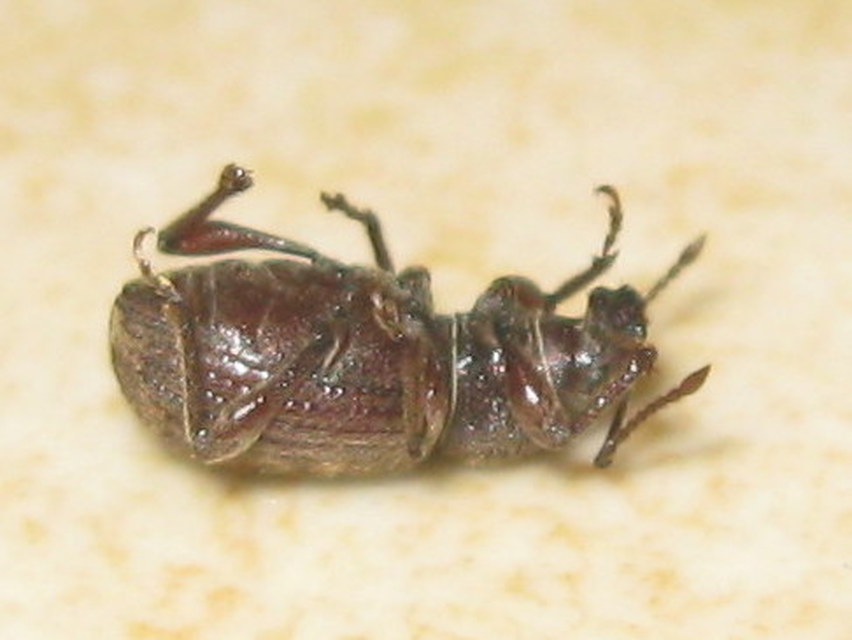 Otiorhynchus brunneus - barna gyalogormányos