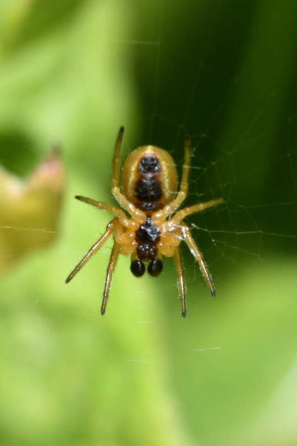 Araniella