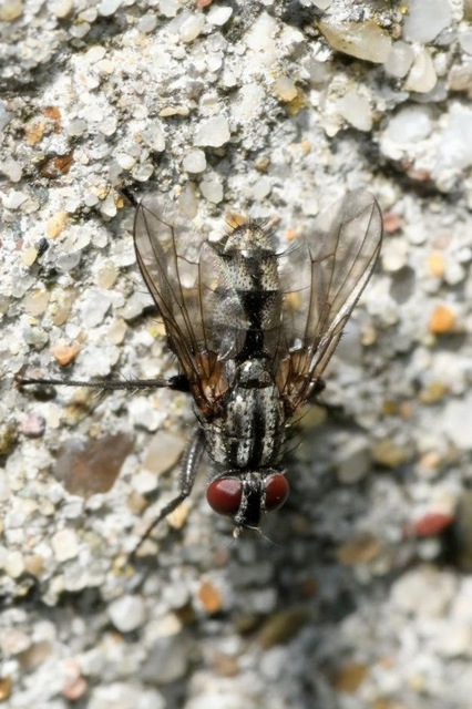 Phyto melanocephala