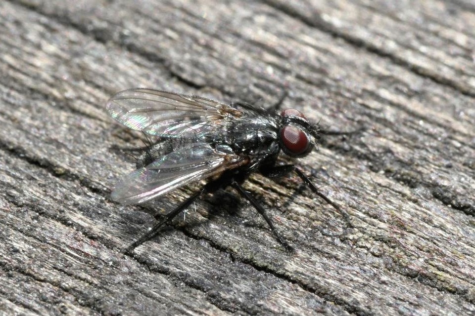 Phyto melanocephala