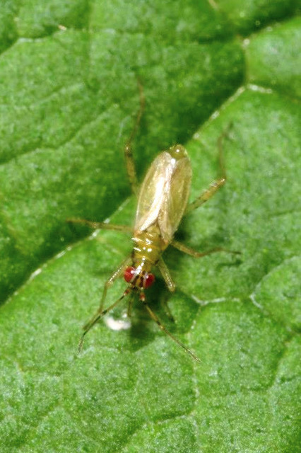 Dicyphus