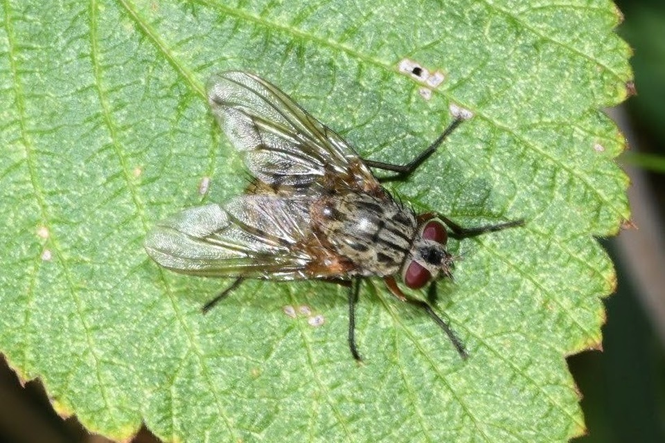 Phaonia valida