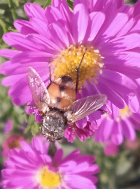 Peleteria rubescens