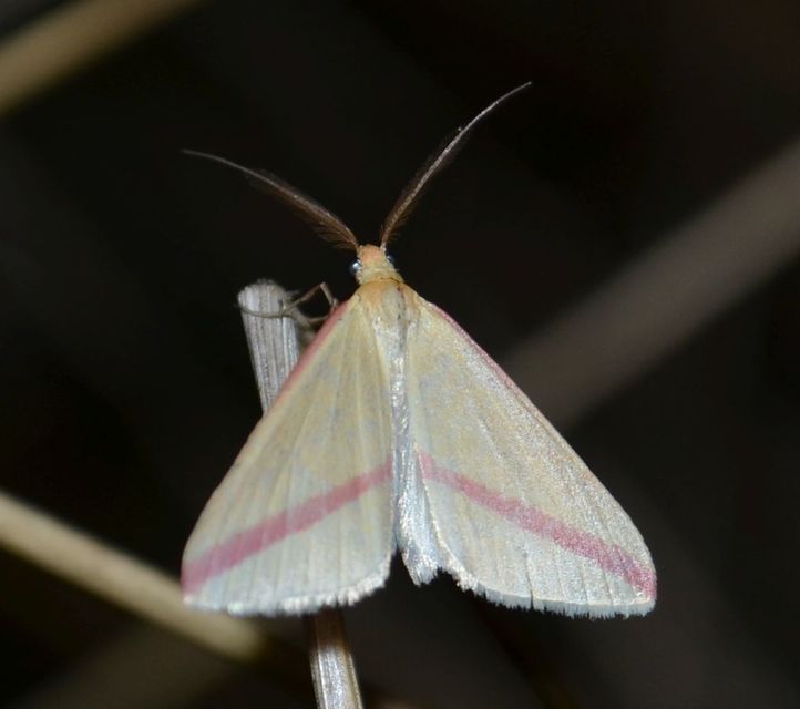 Rhodometra sacraria - rózsacsíkos araszoló