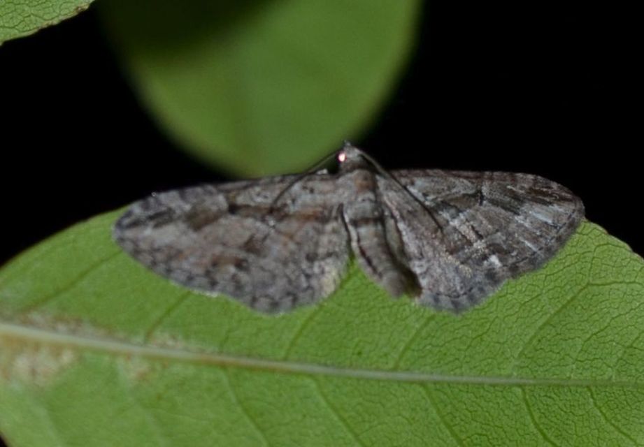 Eupithecia ericeata - feketefenyő-törpearaszoló