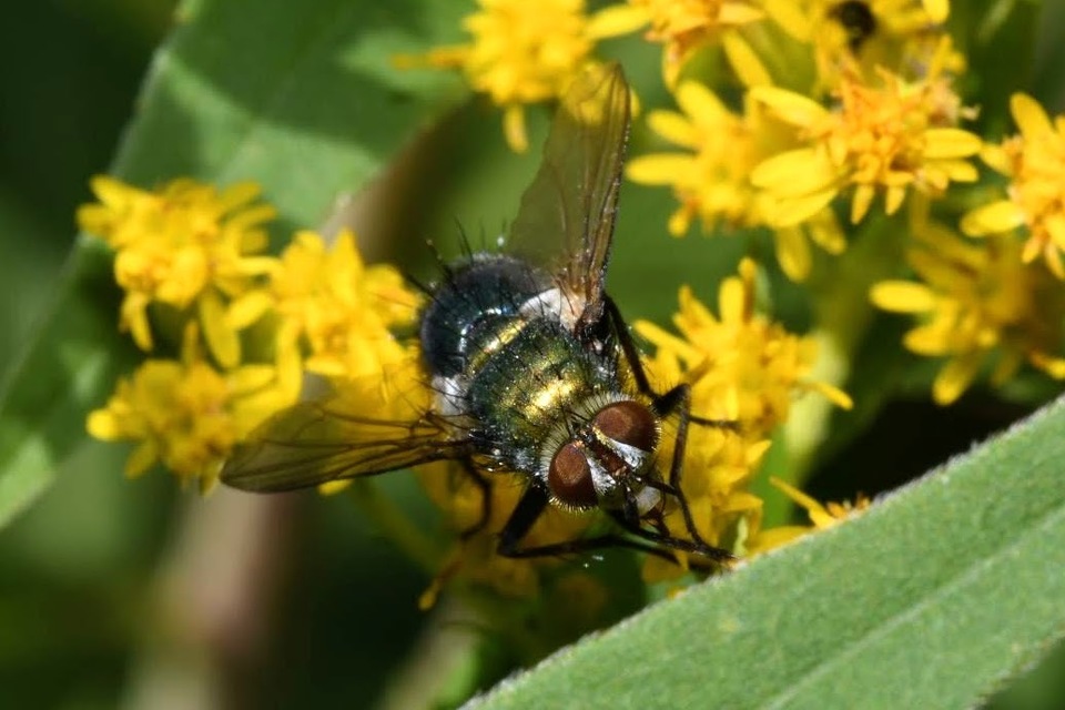 Chrysosomopsis aurata