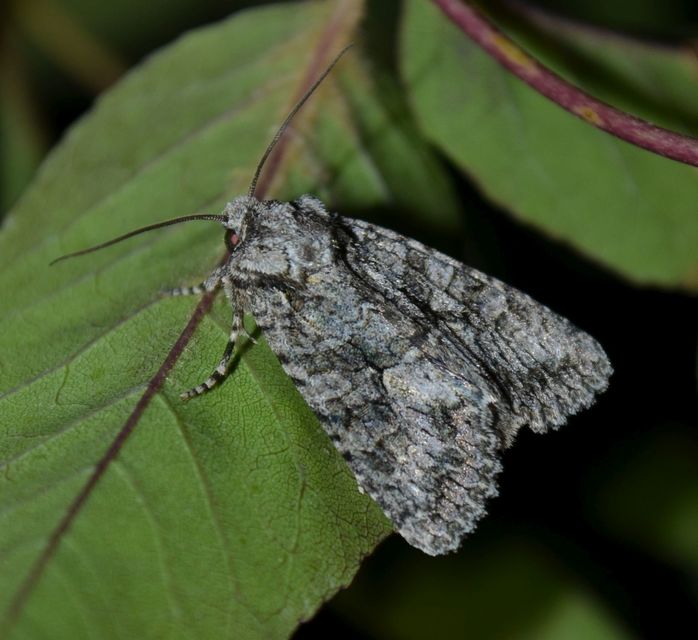 Dryobotodes monochroma - szürke tölgybagoly