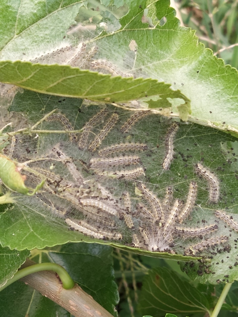 Hyphantria cunea - amerikai fehér medvelepke