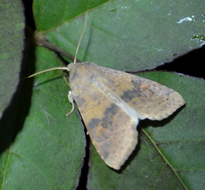 Cirrhia ocellaris - fakó sárgabagoly