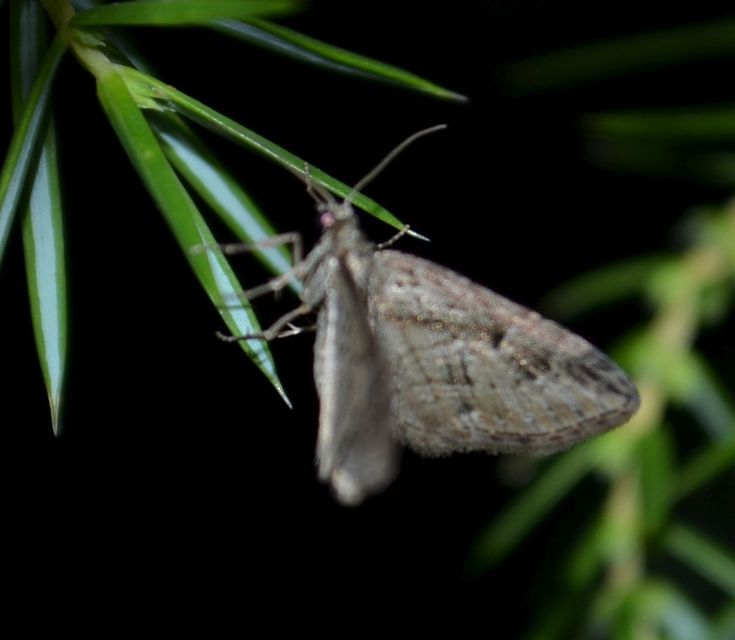 Eupithecia ericeata - feketefenyő-törpearaszoló