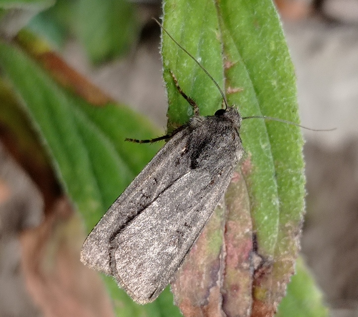 Euxoa nigricans - feketés földibagoly