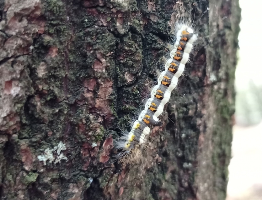 Acronicta psi - pszi-betűs szigonyosbagoly
