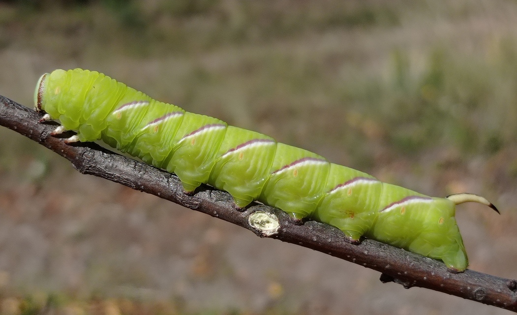 Sphinx ligustri - fagyalszender