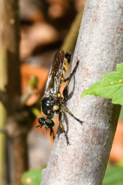 Choerades fimbriata