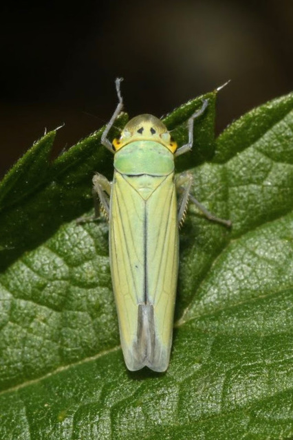 Cicadella