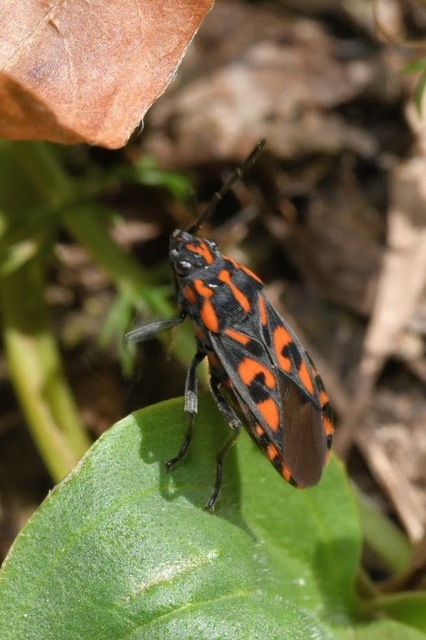 Spilostethus saxatilis - virágbodobács