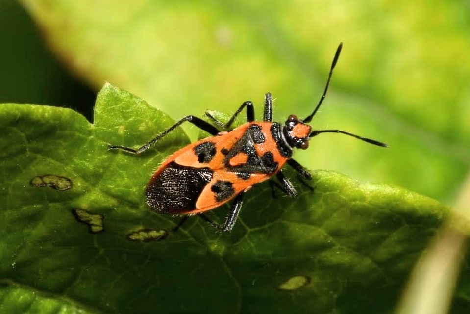 Corizus hyoscyami - piros karimáspoloska