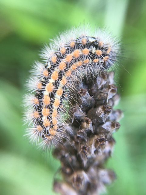 Pentophera morio - réti gyapjaslepke