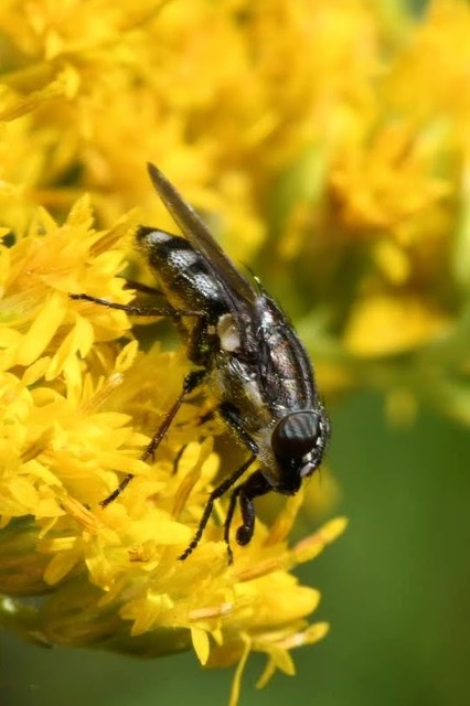 Stomorhina lunata - sáskaparazita légy