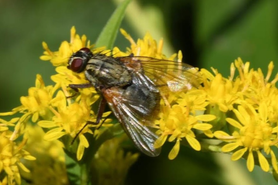 Phaonia angelicae