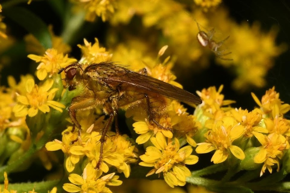 Scathophaga stercoraria - közönséges trágyalégy
