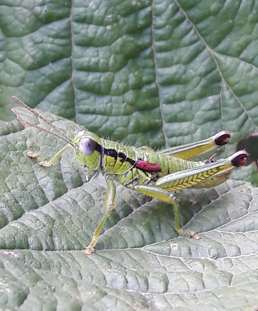 Odontopodisma decipiens - déli hegyisáska