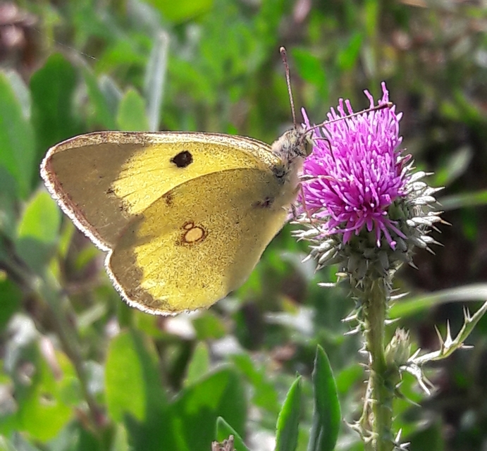 Colias erate - csángó-kéneslepke