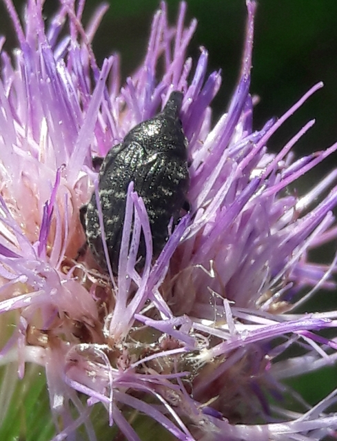 Larinus turbinatus - kúposorrú púderbarkó