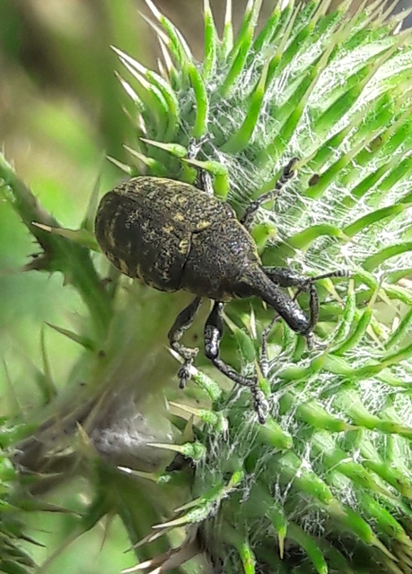 Larinus sturnus - aszat-púderbarkó