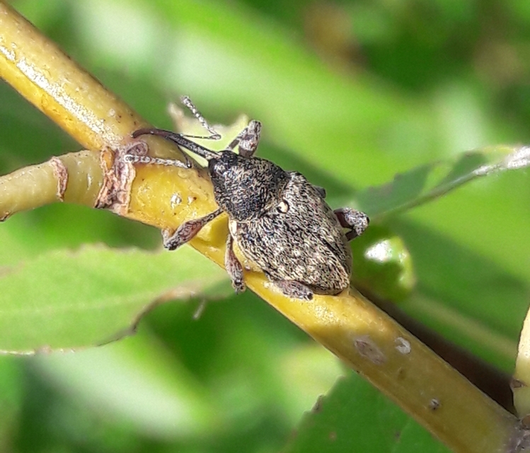 Curculio glandium - tölgymakkzsuzsóka