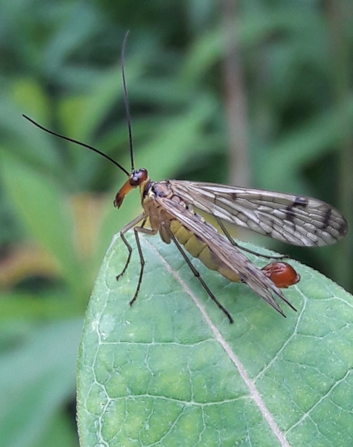 Panorpa cognata